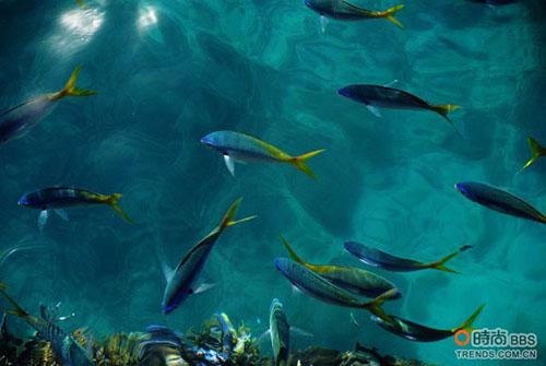 大堡礁的海水致清致澈，斑斓的鱼儿清晰可见