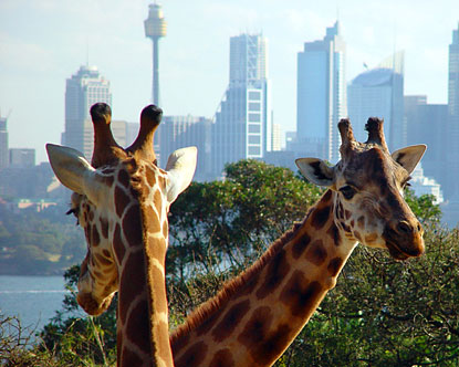 與澳洲動物同行—悉尼動物園推薦