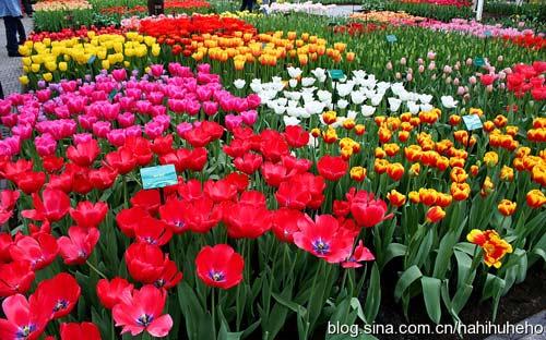 荷蘭的庫根霍夫公園是世界最大球根花卉花園