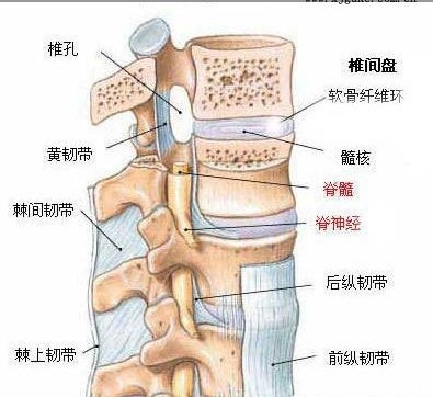 腰间盘突出不是病,千万别给医生切啦 !