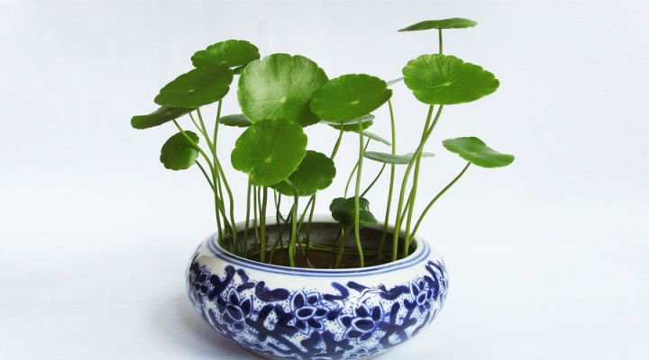 铜钱草