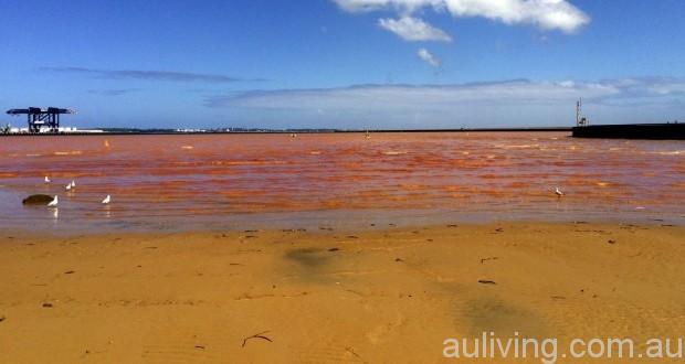 Foreshores Beach（图片来源：SMH）