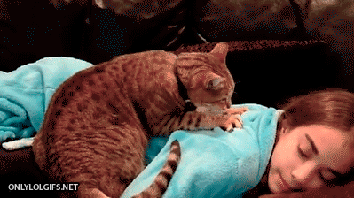 cat