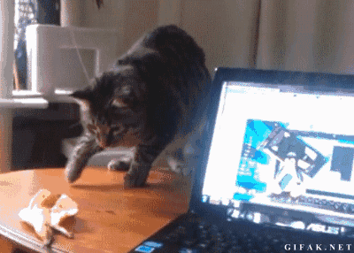 cat