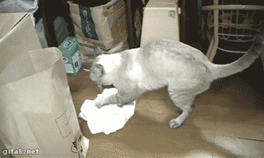 cat