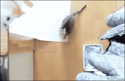cat