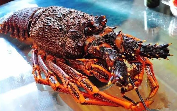 6.2斤澳洲大龙虾4000元 被海关直接销毁可惜