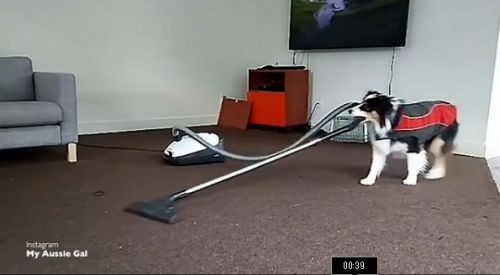 澳洲牧羊犬會做家務 洗衣拖地簡直無所不能