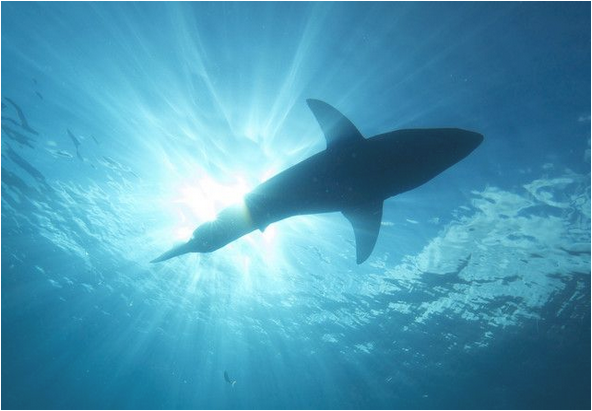 法游客澳洲旅游遭遇鲨鱼 无人机记录全过程